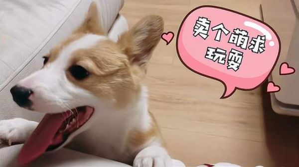 小柯基撒娇求玩耍,玩耍途中瞬间变脸