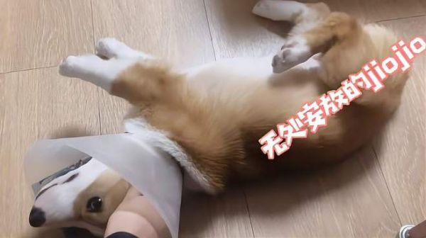 小狗狗和小鹦鹉谁更可爱,三只黏人精撒娇大pk