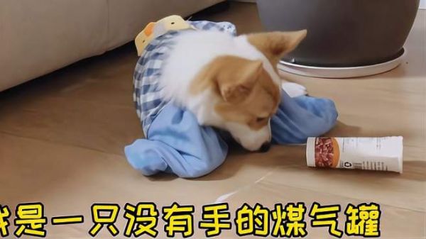 小柯基第一次穿衣服,一定要看到最后哈哈哈哈