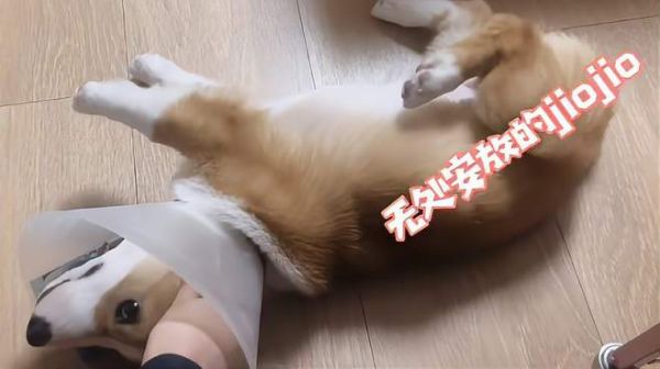 小柯基第一次洗澡,一脸怂样好搞笑