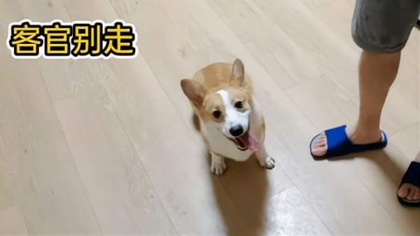 小柯基演杂技,戴瓜帽,搞笑小圣诞第一弹