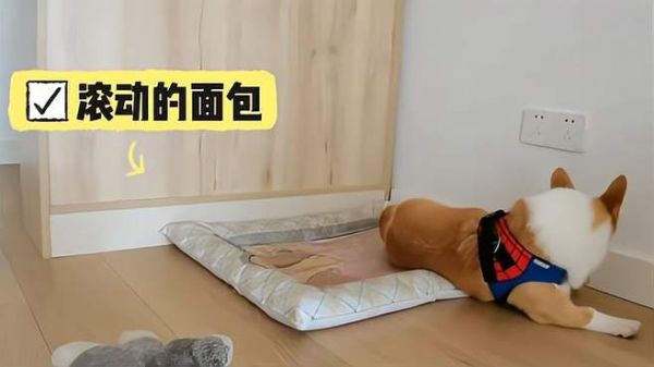 翻滚吧爱心屁屁基,滚来滚去瓜瓜柯基小圣诞搞笑第二弹