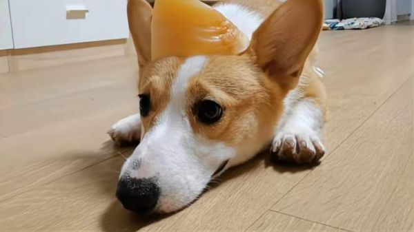 听说柯基是牧牛犬,小圣诞会喜欢吃牛蹄吗?