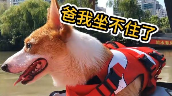 小柯基玩皮划艇,落水笑喷了,野泳基,划水基