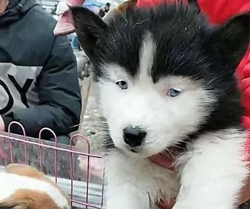 三个月的哈士奇是如何表现出兴奋状态的（以宠物为主的兴奋状态分析）