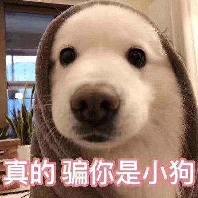 低敏黑科技！一款适用于易敏体质/不耐受狗狗的主粮～