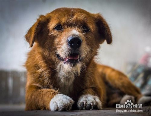 狗得了狂犬病什么症状