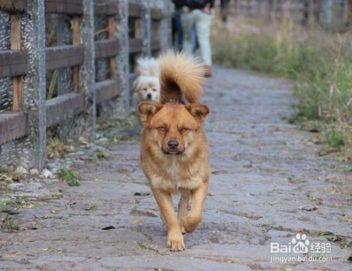 狗得了狂犬病什么症状
