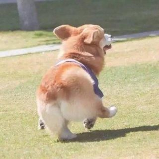 宠物狗里也有治愈系的分类？看看你家的狗狗是不是也在其中！