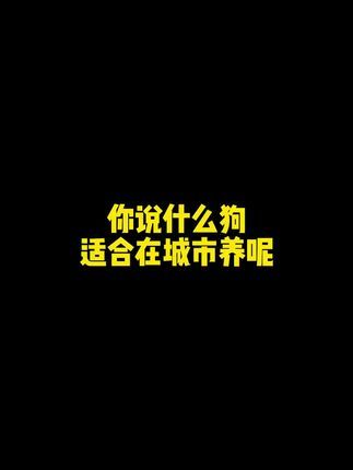 二狗聊宠物:记住,跟金毛一样,千万别在它面前跟别的狗好 #雪纳瑞#狗#宠物知识#二狗挑狗@抖音小助手