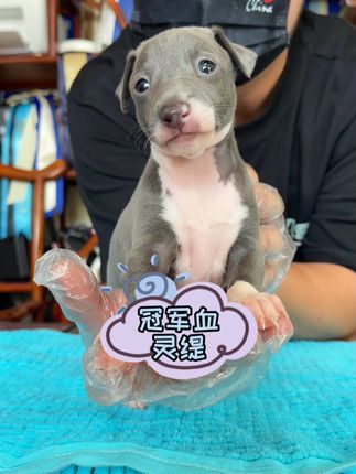二狗聊宠物:喜欢它的人贼喜欢,不喜欢的人麻烦也喜欢一下呗#意大利小灵缇 #二狗挑狗 #狗 #宠物知识 @抖音小助手