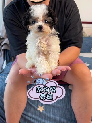 二狗聊宠物:失格的花色,但真的特别特别好看啊#贵宾犬 #二狗挑狗 #狗 #宠物知识 @抖音小助手