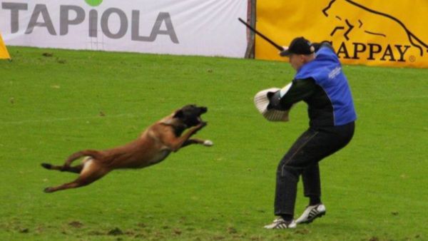 护卫犬赛中的长距离攻击