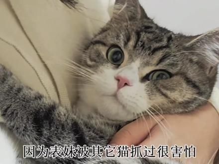 我真的恨死这个心肌肥厚这个病了,没有一点征兆,一旦发病不及时送医几分钟就走了只能预防却不能根治#猫咪心肌肥厚#猫咪心脏病#我和我的猫