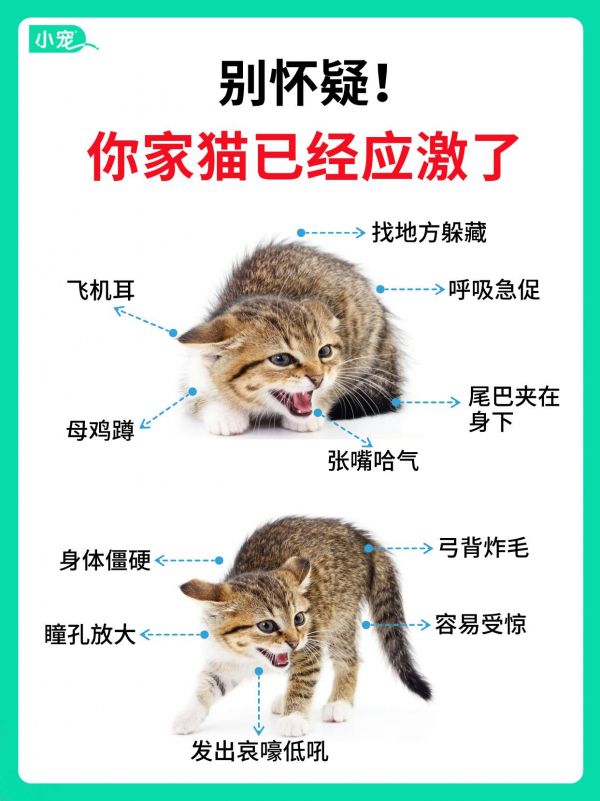 别忽视猫咪应激比你想的要严重。猫咪感受到压力就会出现应激,应激会导致一系列心理和生理的问题,千万要注意!#猫咪 #猫咪应激 #养猫经验分享 #小宠医师 #图文伙伴计划2024