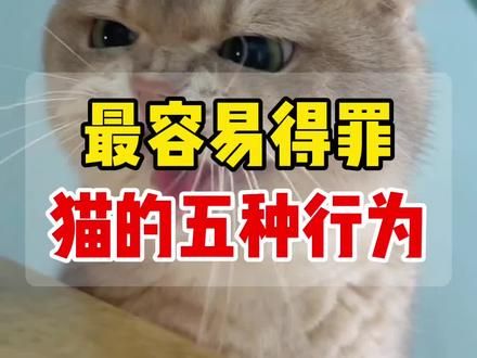 #上热门 最容易得罪猫咪的五种行为#谁能拒绝傻憨憨的小猫咪 #国庆 #狗是人类最忠诚的朋友 #随拍