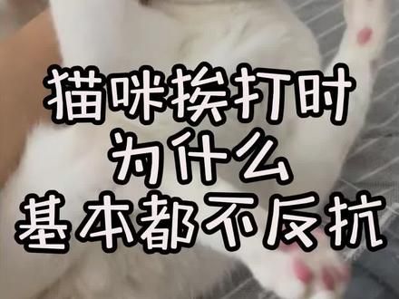 #猫咪 #猫咪找家长 #新手养猫技巧 #新手养宠 #我发的萌宠就是最棒的