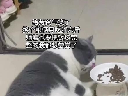 #记录猫咪日常 #我和我的猫 #萌宠出道计划 #猫咪