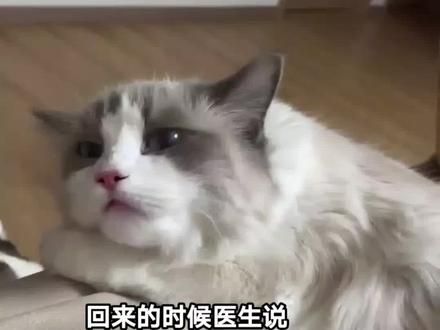 如果妈妈在细心点或许就能早点发现早点治疗是不是就不会这样#我和我的猫#猫咪心脏病 #猫咪心肌肥厚#猫咪