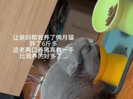 #养猫经验分享 #你的猫孩子也是这样玩吗