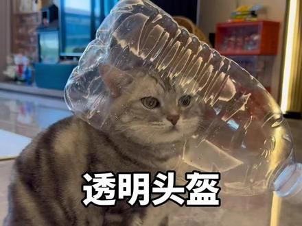 让猫咪多喝水的方法 快试试这个方法让你家猫咪多喝水!太好用了!#猫咪 #记录猫咪日常 #猫咪的迷惑行为