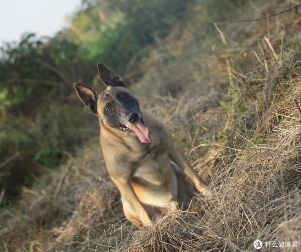 狗狗的六种不同性格,你知道吗?