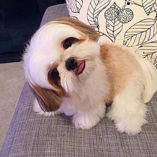 狗狗有4大性格，不同性格相处方式不同，你的狗狗属于哪一种呢？