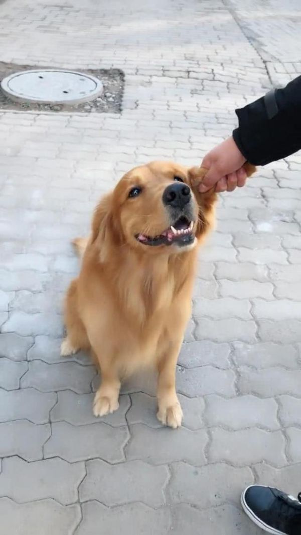 狗狗有4大性格，不同性格相处方式不同，你的狗狗属于哪一种呢？