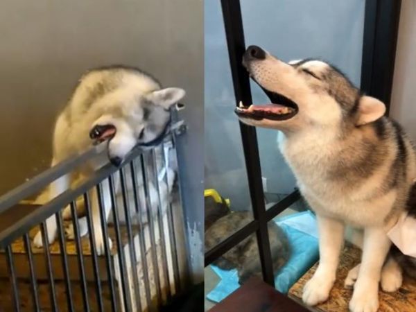 狗狗有4大性格，不同性格相处方式不同，你的狗狗属于哪一种呢？