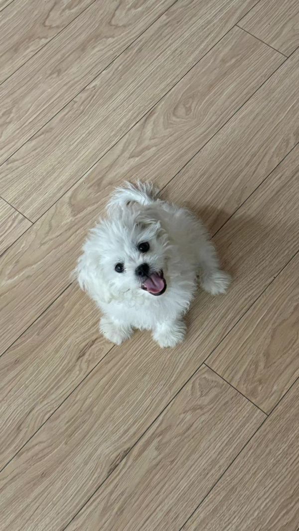 出售自家小比熊
