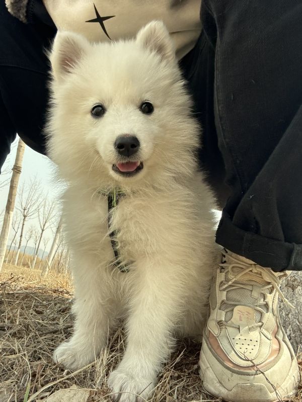 出售萨摩幼犬