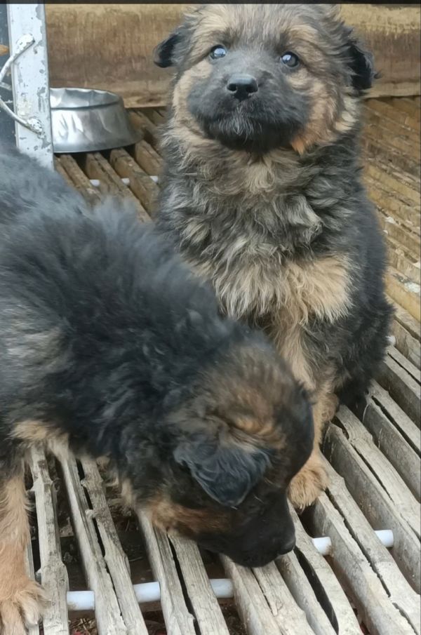 德牧幼犬