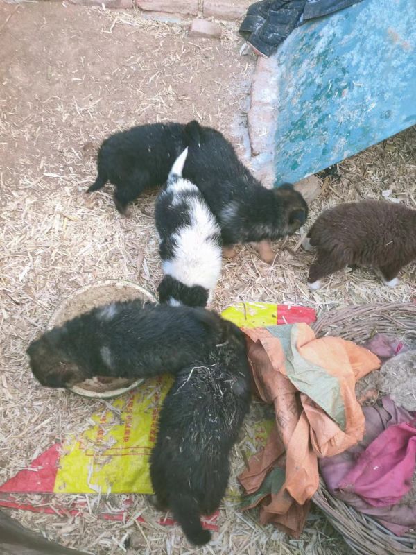 出售牧羊犬