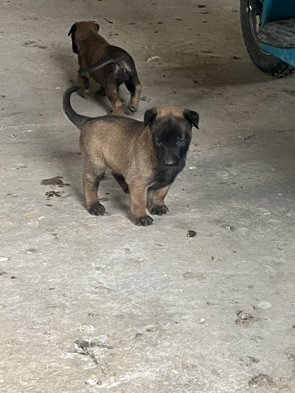 马犬