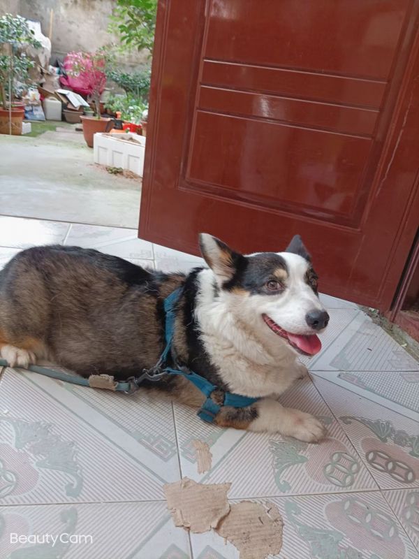 寻找爱犬柯基点点