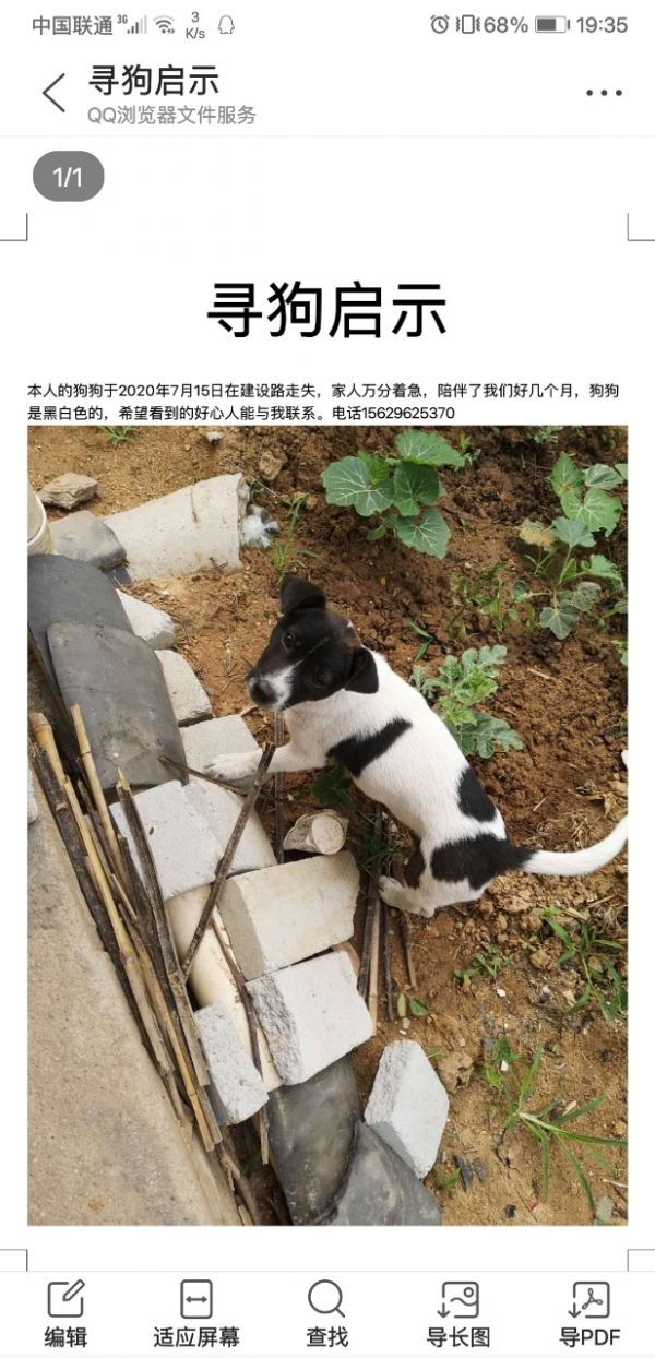 寻狗启示