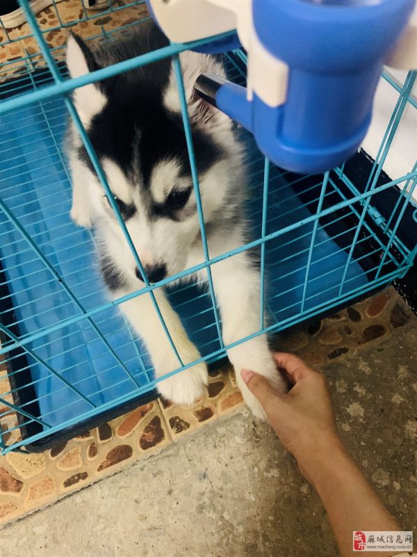 低价转卖哈士奇 疫苗齐全