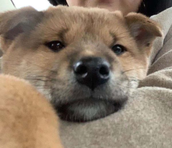 出售两月大柴犬一只