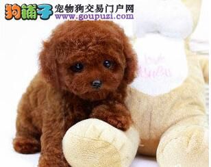 性格大转变细谈泰迪犬咬人恶习的纠正方法