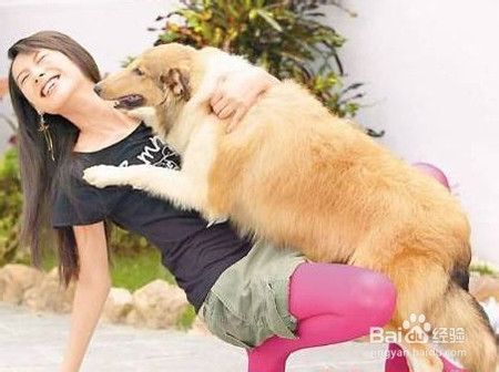 宠物狗咬陌生人该怎么改正