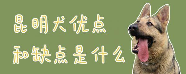 昆明犬优点和缺点是什么