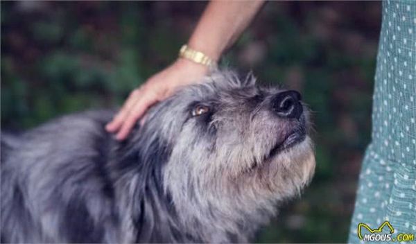 狗狗老了就废了？老年犬也能够训练，只要用对技巧