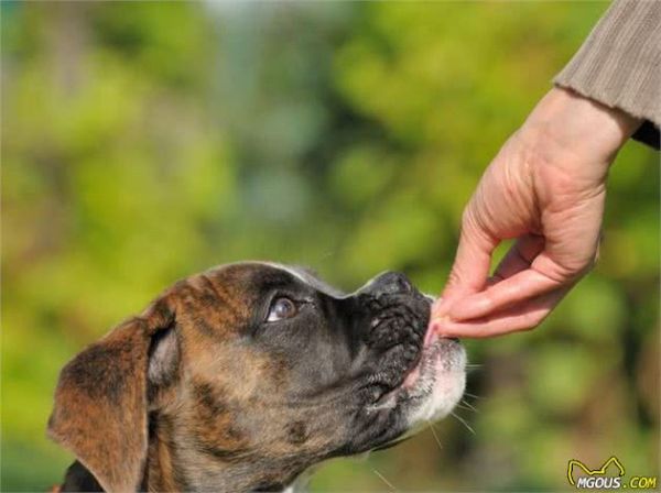 狗狗老了就废了？老年犬也能够训练，只要用对技巧