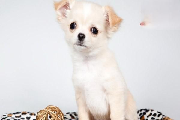 老年犬常见疾病