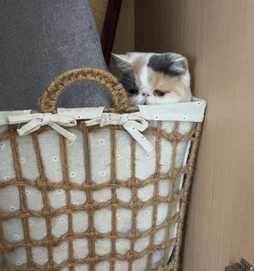 《猫咪生产前总钻衣柜，如何为宠物创造安全的生产环境》（从猫咪的行为习惯到钻衣柜的预防方法）