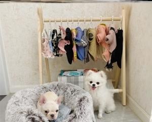 《猫咪生产前总钻衣柜，如何为宠物创造安全的生产环境》（从猫咪的行为习惯到钻衣柜的预防方法）