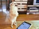 深圳宝安训狗 多年经验专业训犬师