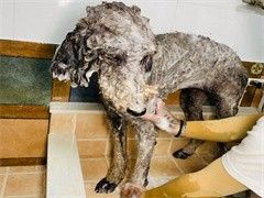 深圳宠物托运价格 深圳宠物服务周到服务