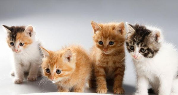 如何让宠物猫在家自由活动（提供安全、干净和舒适的环境）