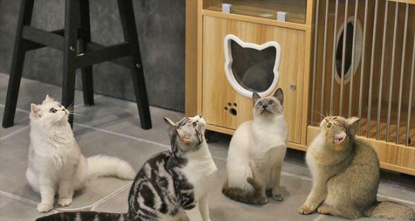 如何让宠物猫在家自由活动（提供安全、干净和舒适的环境）